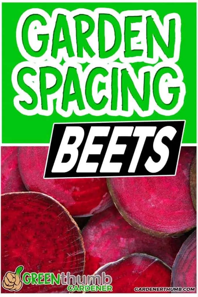Beets Companion Plants Attractive Neighbor Guide Green Thumb Gardener