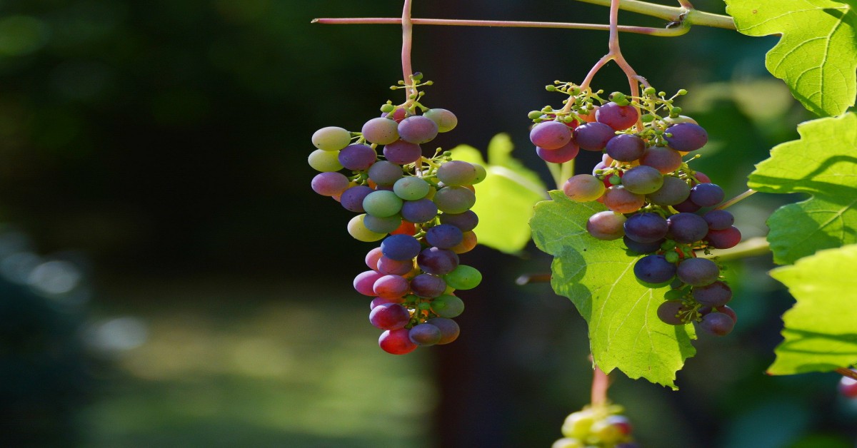 अंगूर की बेल Grapes vine Information in Hindi GARDEN FANDA