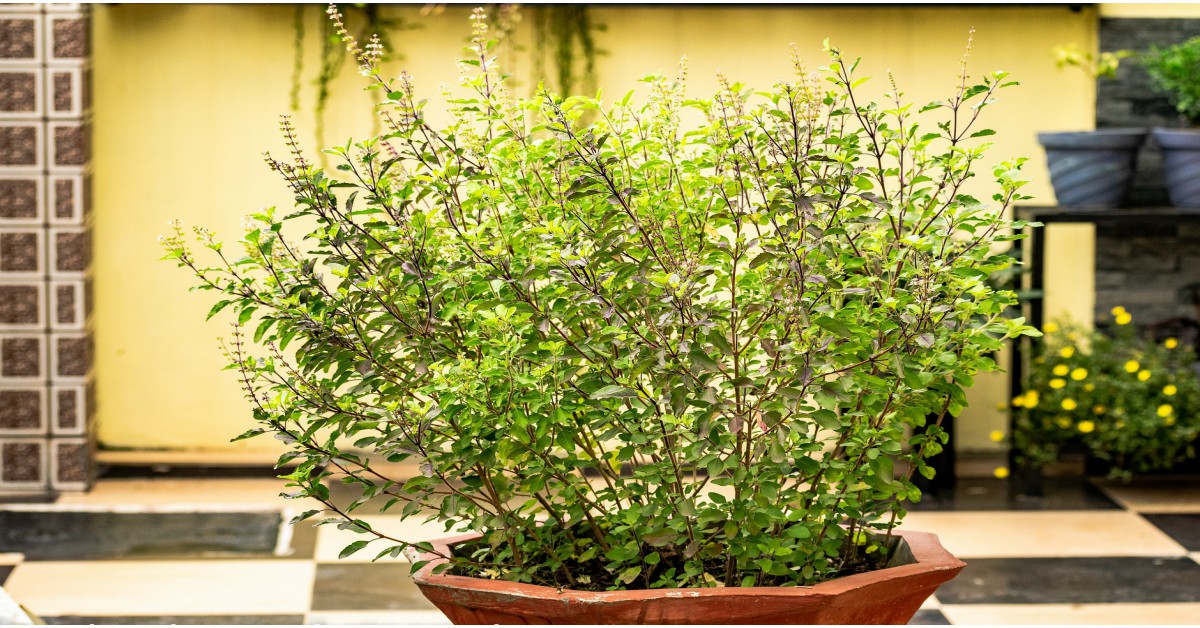 तुलसी का पौधा Holy Basil Information in Hindi GARDEN FANDA