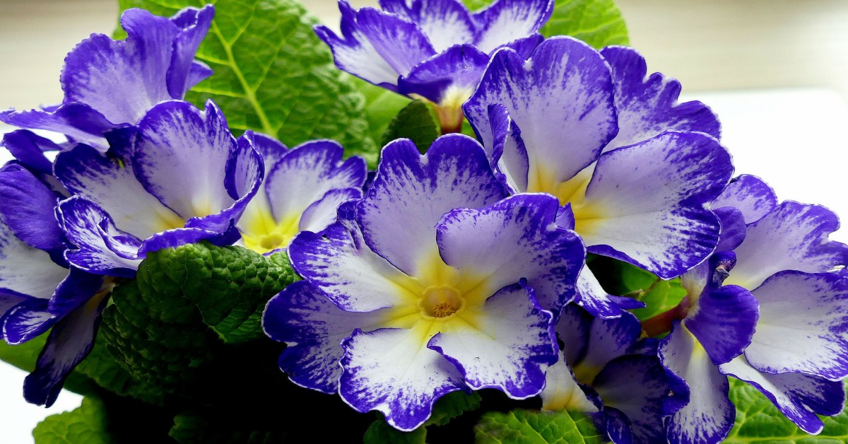 Primrose Plant Information in Hindi GARDEN FANDA