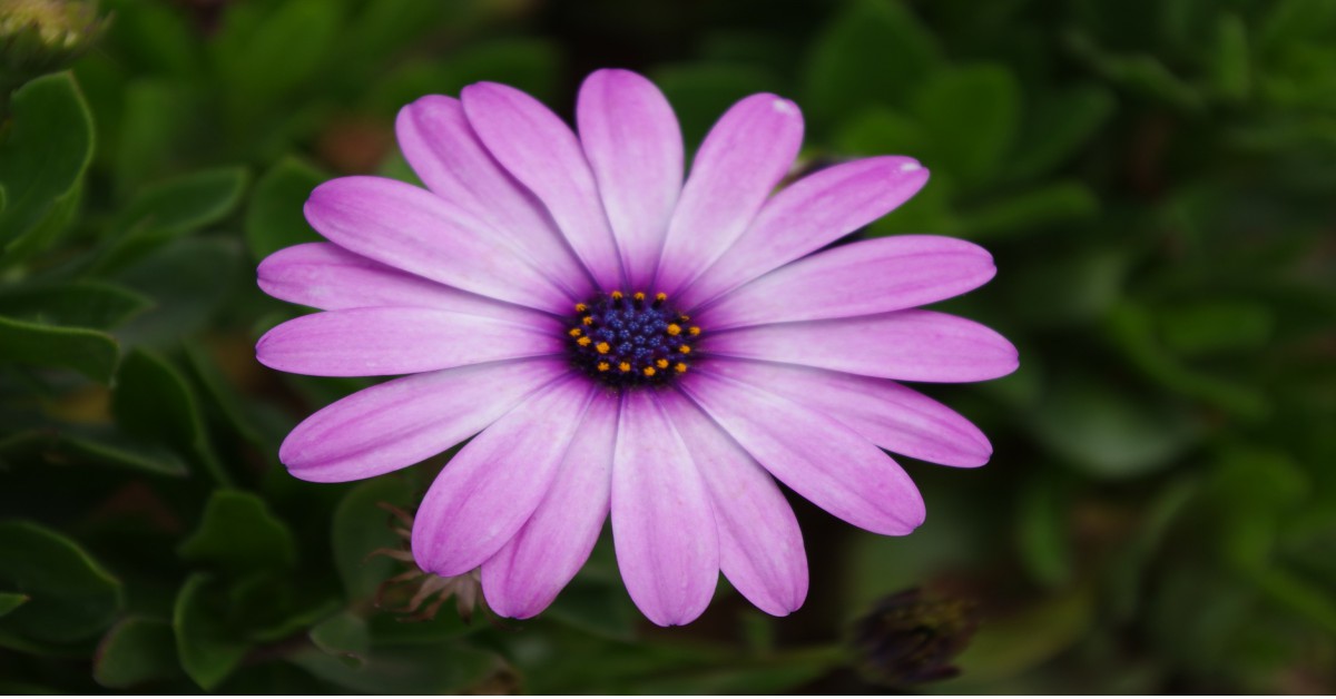 Gerbera Flower Cultivation In Hindi Best Flower Site