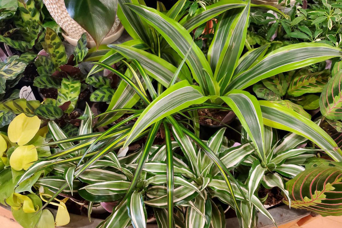 Houseplants Garden Fever! Plant Nursery Portland, Oregon