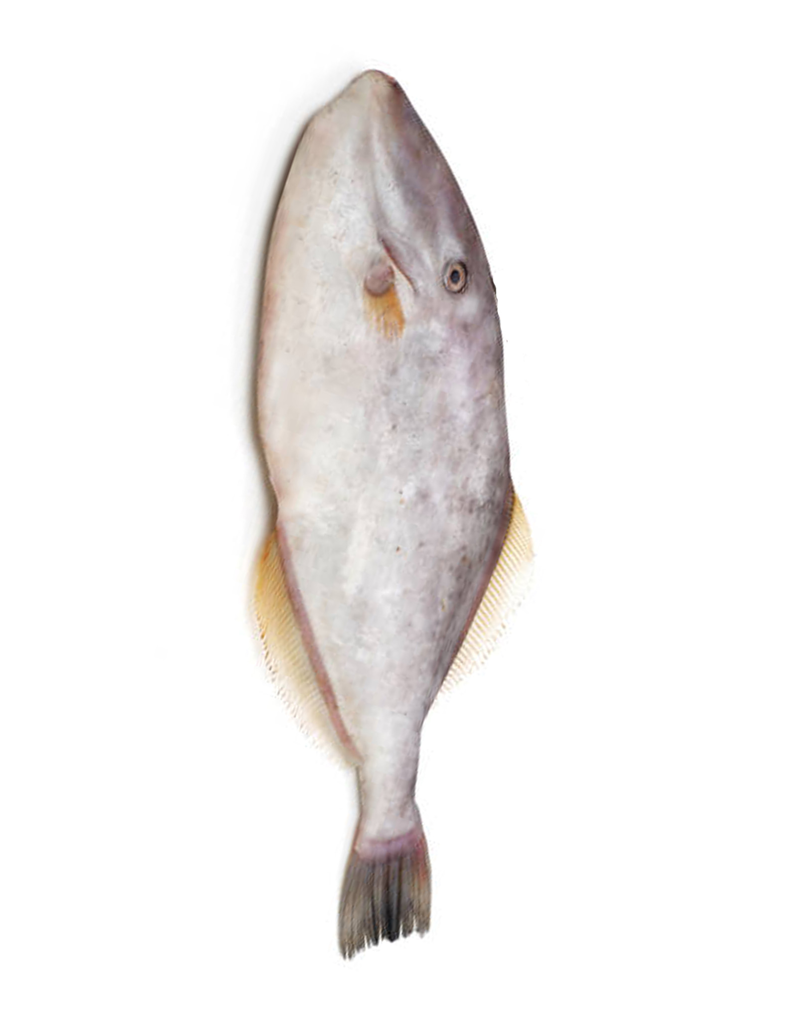 Leatherjacket Irani Paplet Fish in Karachi, Pakistan Free shipping In