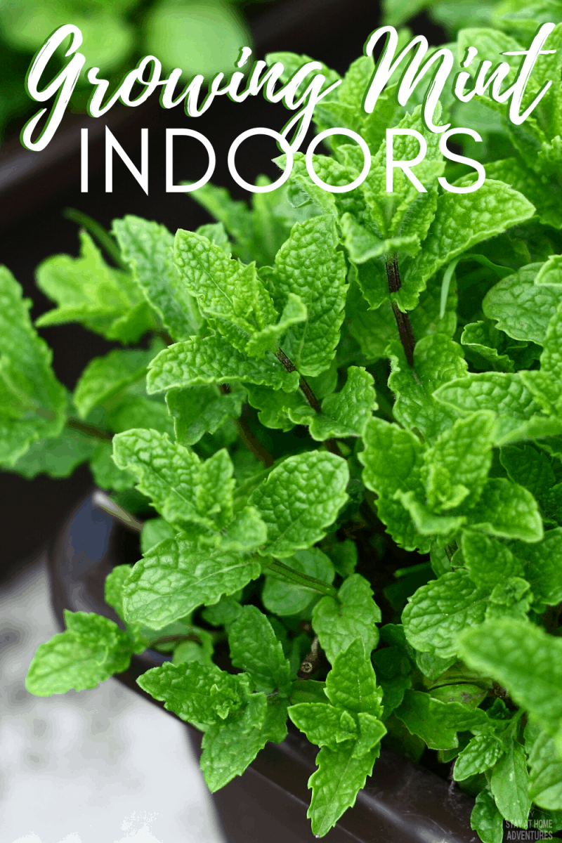 Growing Mint Indoors Everything You Need To Know Garden