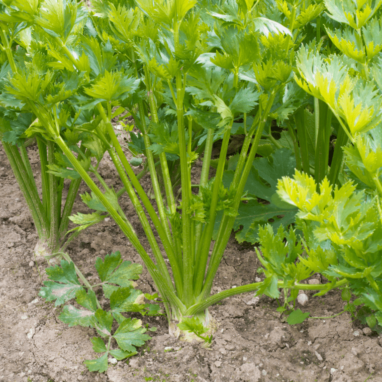Growing Celery Garden for Beginners