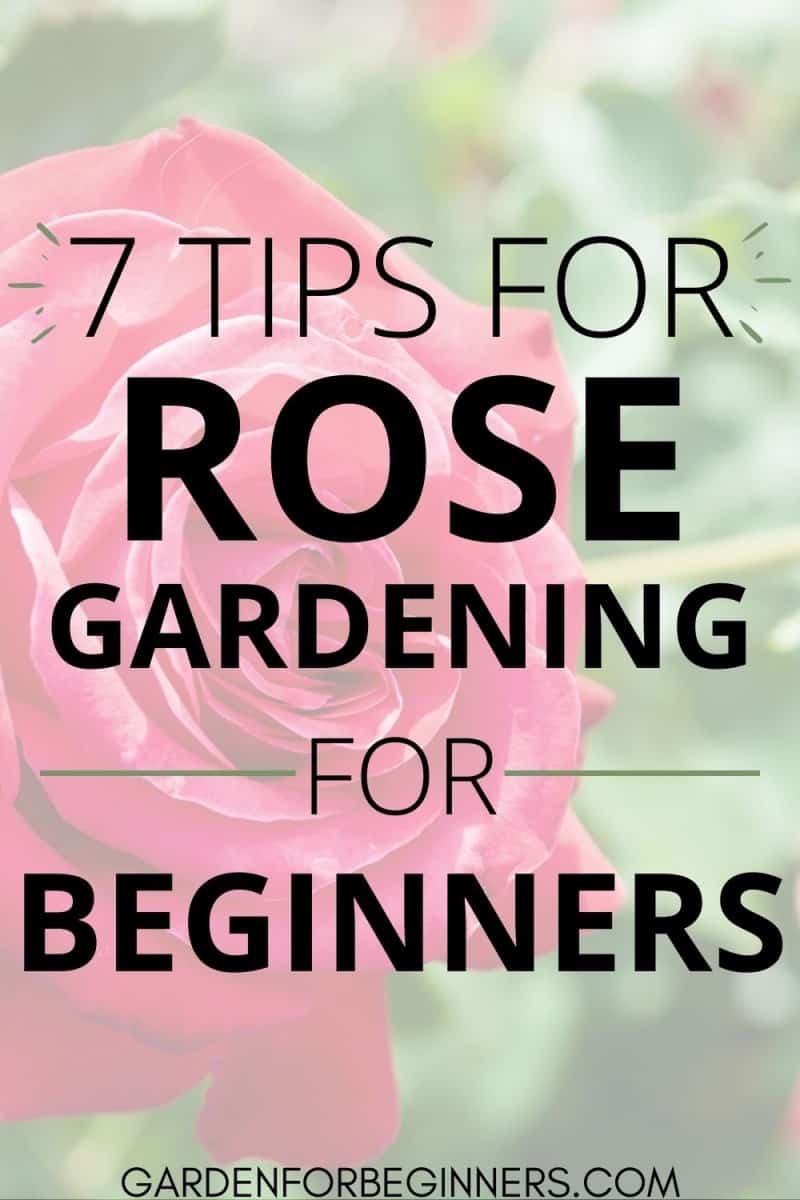7 Tips for Successful Rose Gardening for Beginners Garden for Beginners