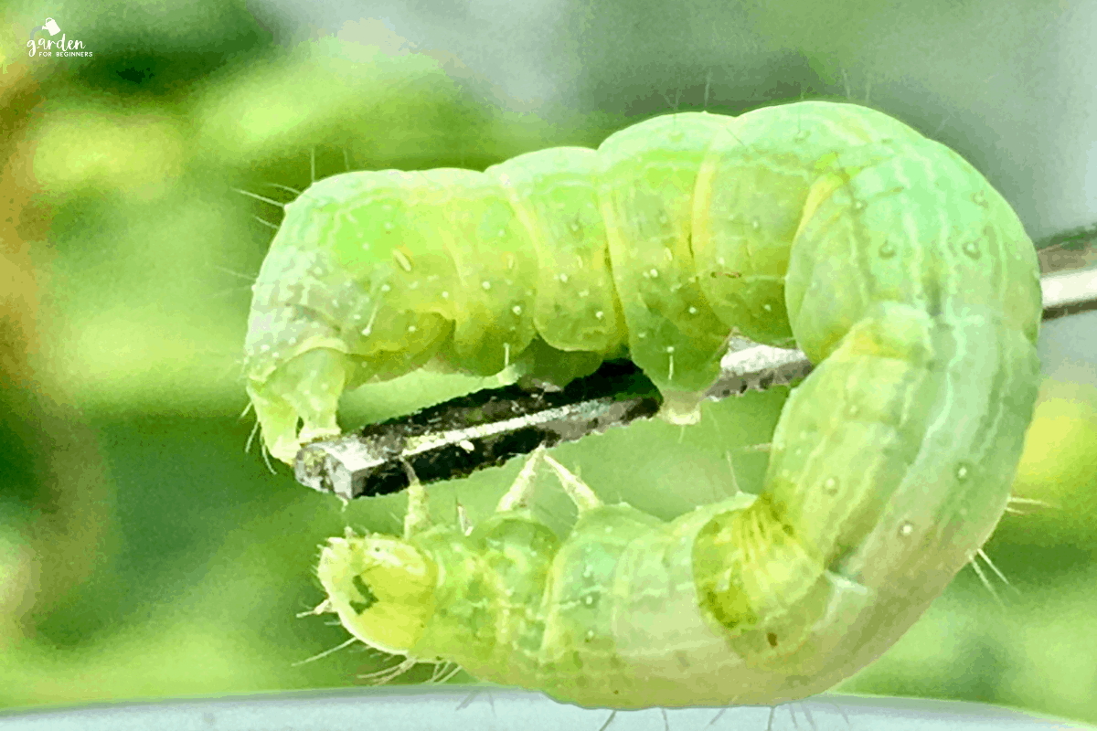 Common Pest Problems in Growing Cabbage Garden for Beginners