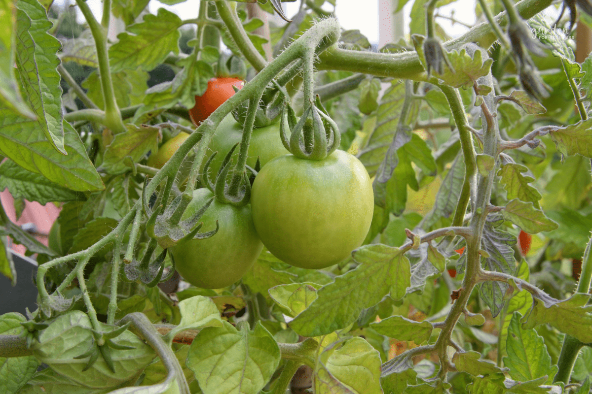 Growing Tomatoes Outside Garden for Beginners