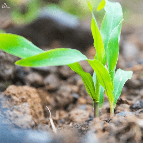 Is It Worth Growing Your Own Corn? Garden for Beginners