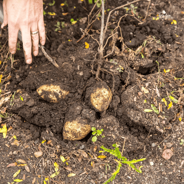 How Do You Know When Potatoes Are Ready To Eat at Troy Schaefer blog