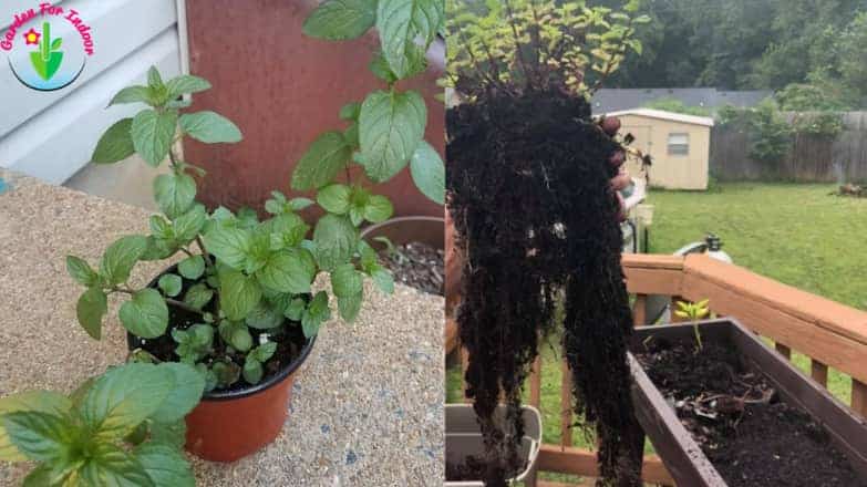 Indoor potted mint plant and the depth of its root system