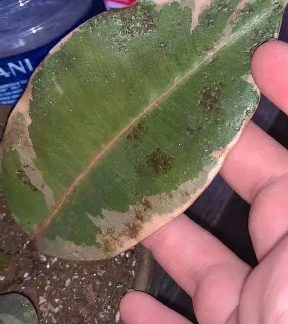 Bacterial Blight of Ficus Elastica/ rubber plant leaves