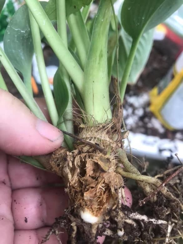 Decaying Hosta Roots Due to Bacterial Soft Rot