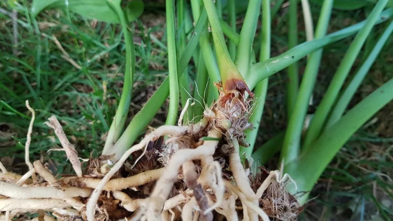 Hosta Become Floppy Spongy and Rotten at the Base