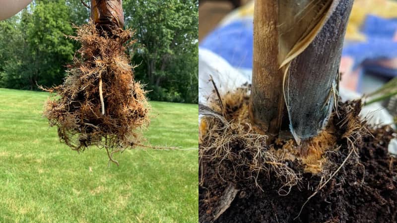 Majesty Palm Healthy Roots vs Root-Rot