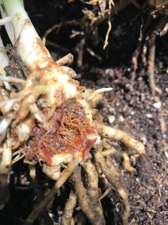 Signs of Hosta Root Rot