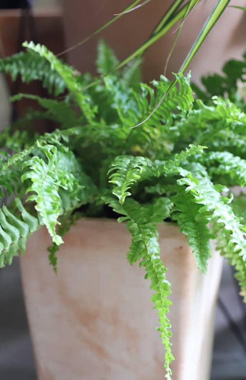 Macho Fern Vs Boston Fern (What’s The Difference?) Garden For Indoor