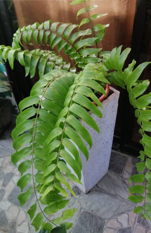 Macho Fern Vs Boston Fern (What’s The Difference?) Garden For Indoor