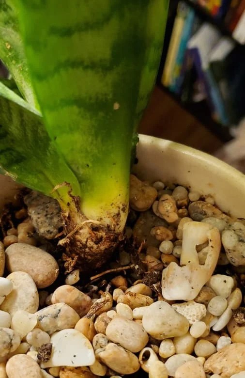 Sansevieria Loose Roots Due to Overwatering
