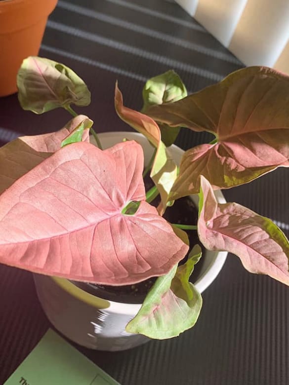 Syngonium Neon Robusta