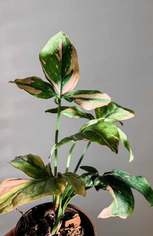 Syngonium Pink Splash