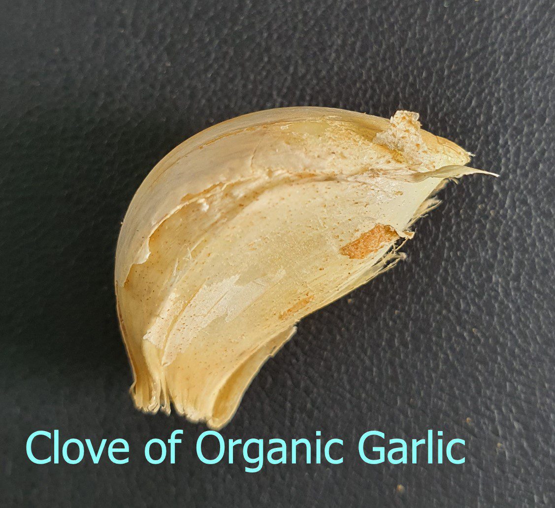 What is a Clove of Garlic and is Garlic a Vegetable?