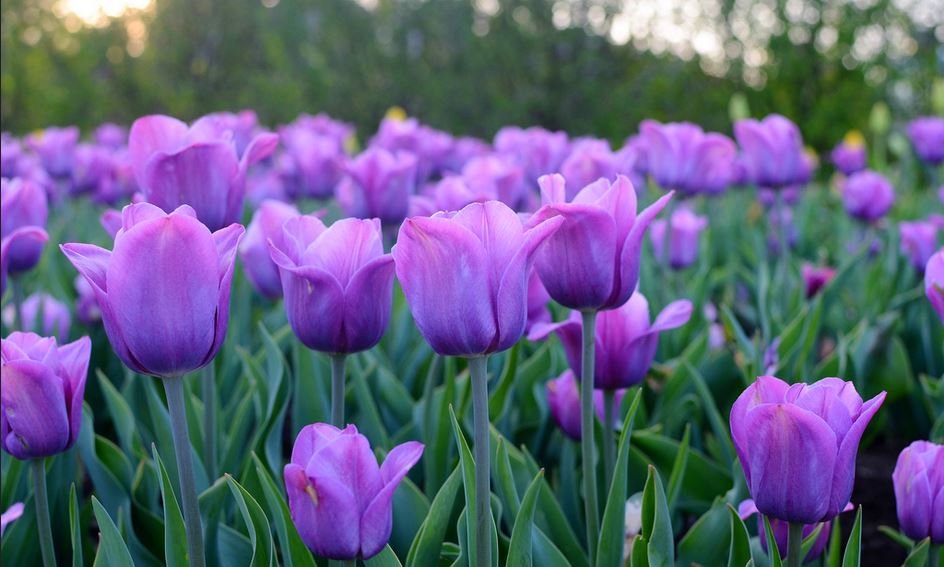 SummerFlowering Bulbs To Plant Now Gardenfrontier