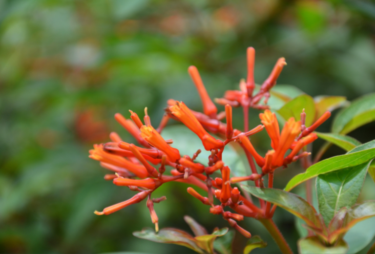 Hummingbird Bush 13 Important Reasons To Plant It In Your Garden