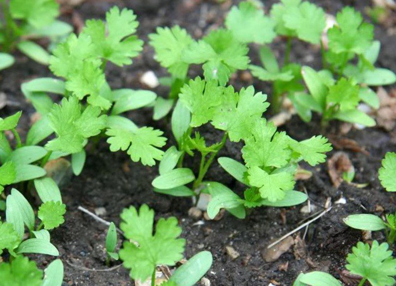 How To Grow Cilantro In 6 Easy Steps