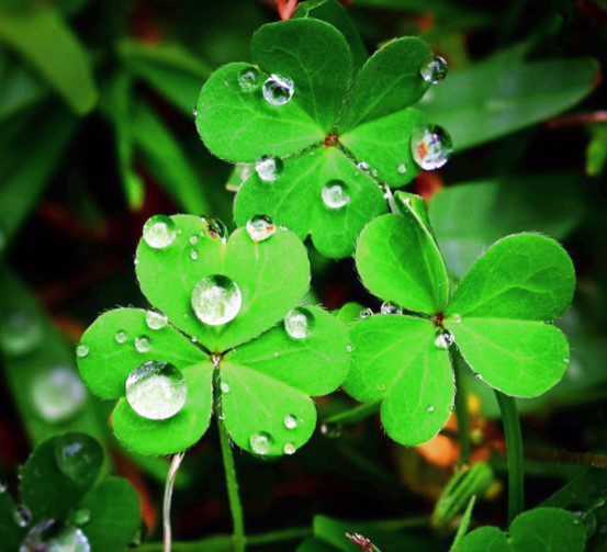 4 Leaf Clover Mystery And History Explained Gardenfrontier
