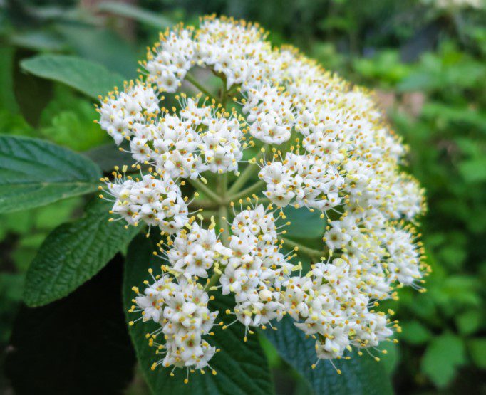 Leatherleaf Viburnum Growing And Care Gardenfrontier