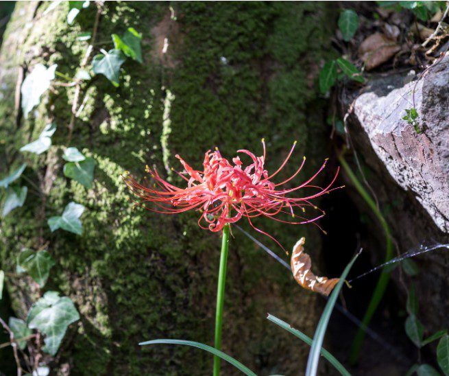 Red Spider Lily History And Important Tips Gardenfrontier