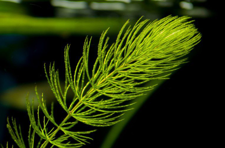 Hornwort Plant Information And Aquarium Use Gardenfrontier