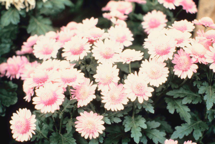 Mums And 9 Easy Steps To Grow Cascading Fall Mums Gardenfrontier