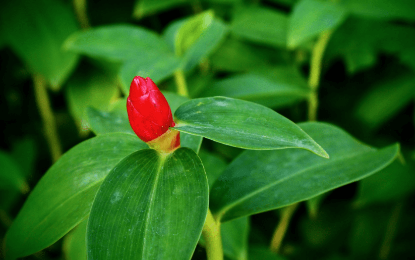 Wild Ginger Information And 1 Easy Growing Tip Gardenfrontier