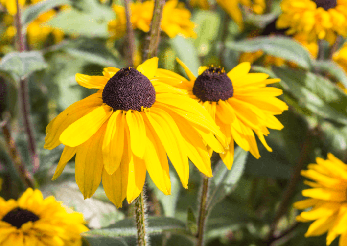 Yellow Daisies 9 Dazzling Daisy Varieties For Your Garden Gardenfrontier