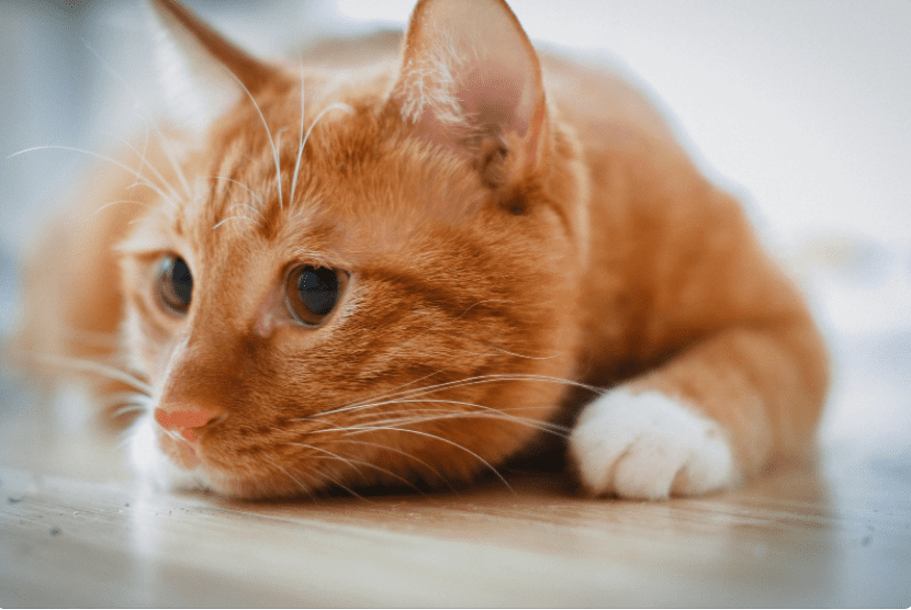 Orange Cat And 10 Fascinating Facts About Orange Cat Gardenfrontier