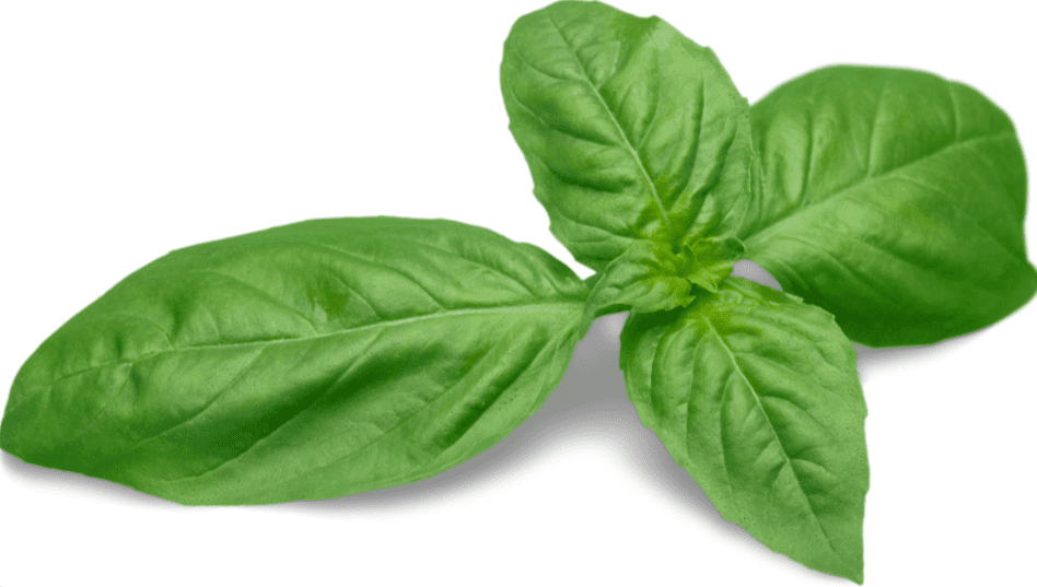 Basil Leaf And 6 Amazing Health Benefits