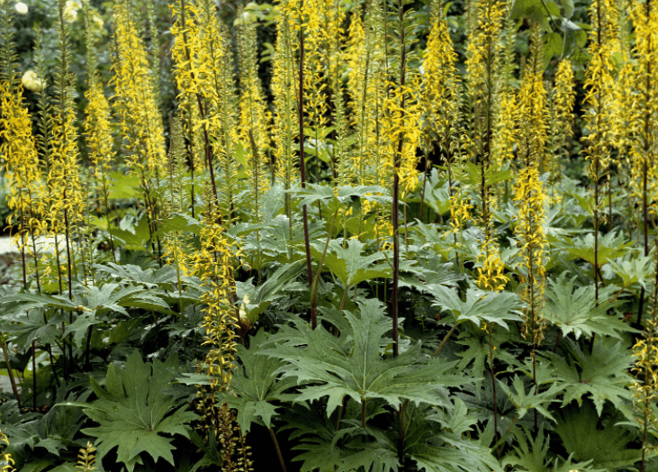 Ligularia Plant What Is It And How To Grow Ligularia Ragwort Flower