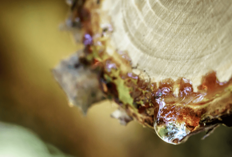 How To Get Rid of Tree Sap on Your Car 6 Steps Sap Removal Instruction