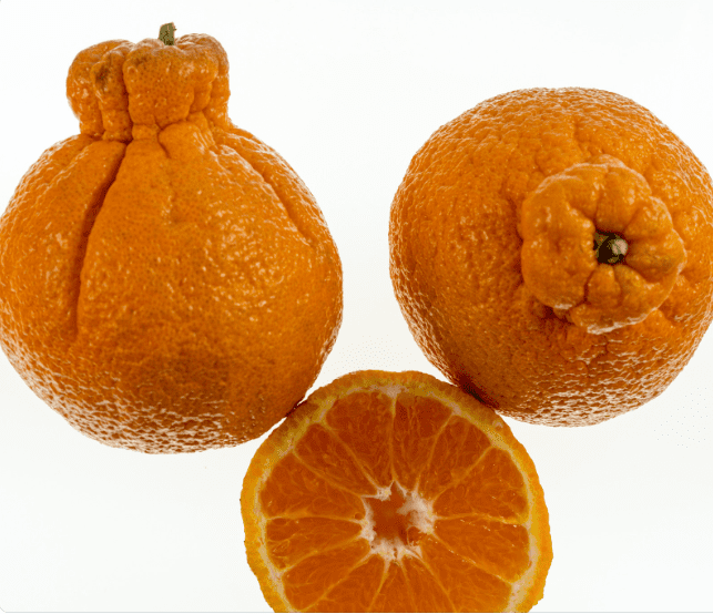 Sumo Oranges Information About Sumo Citrus Gardenfrontier