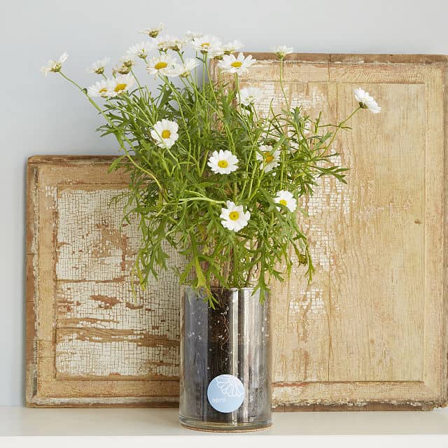 April Birth Flower Gift Ideas Garden Gear Shop