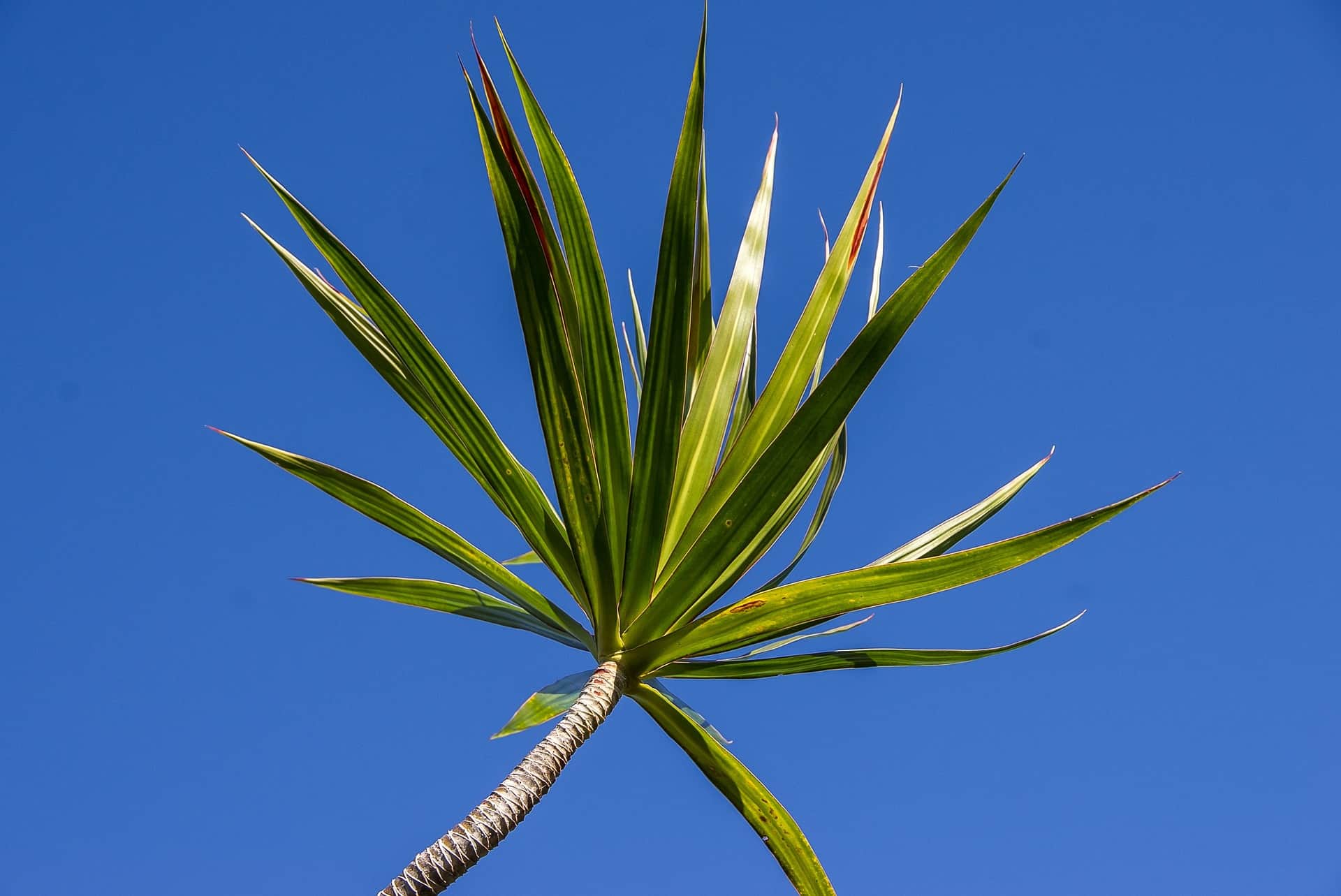 Dracaena Varieties List of 25+ Different Dracaena Types