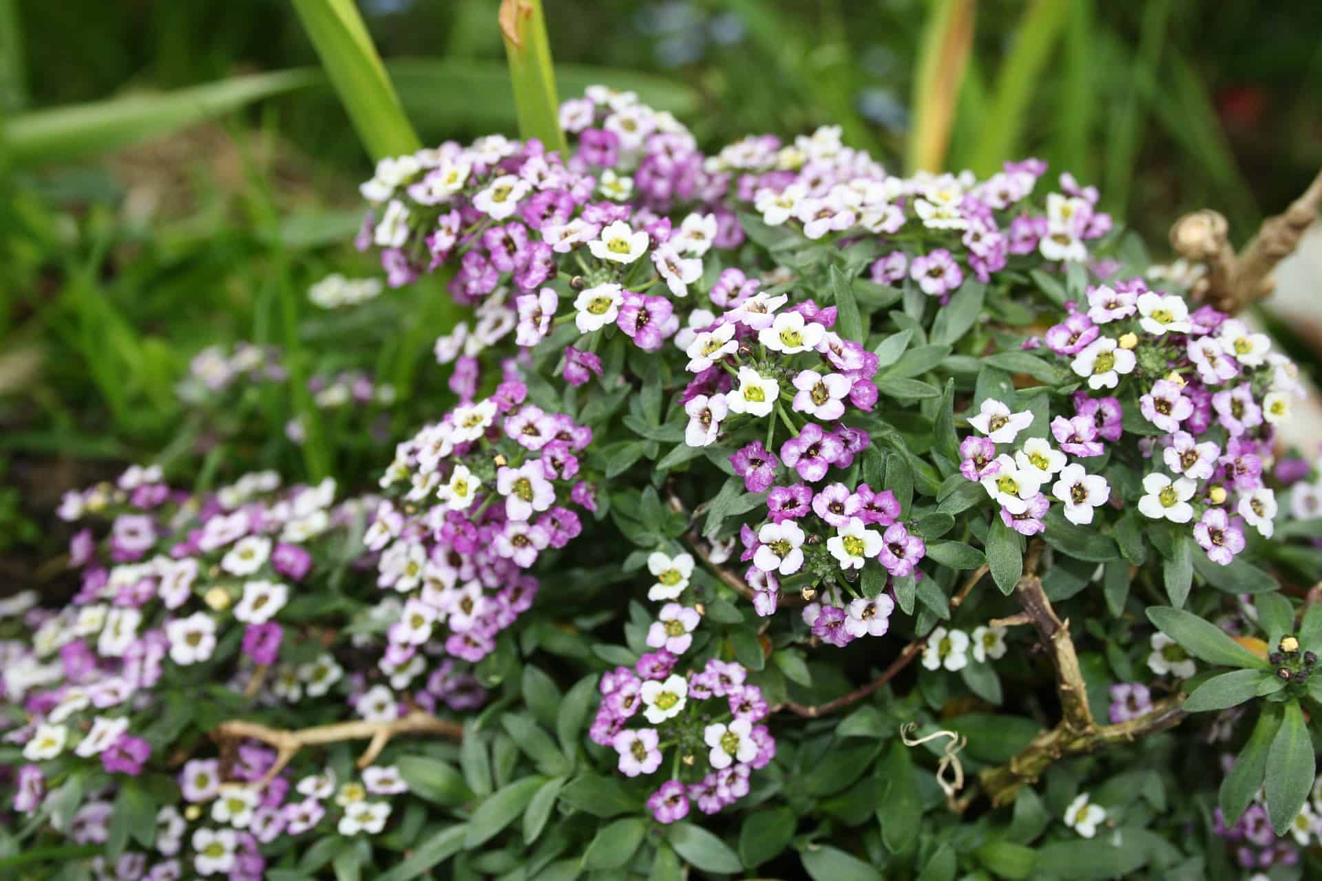 How to Grow Alyssum Garden Gear Shop