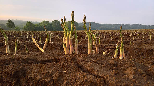 How to Grow Asparagus (Quick Tips) Garden Gear Shop