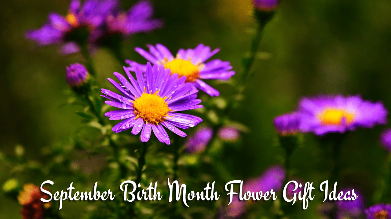 September Birth Flower Gift Ideas 💐 Garden Gear Shop