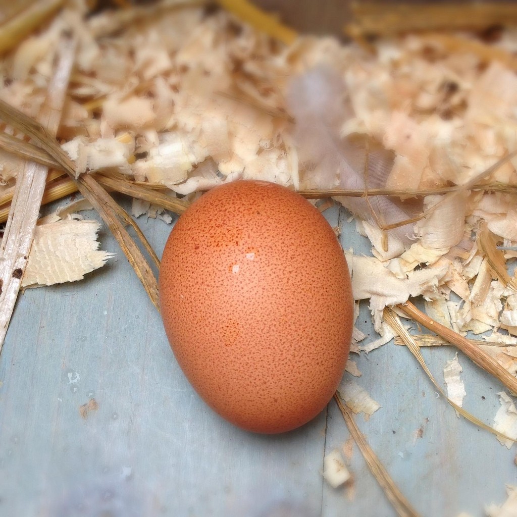 The first egg!
