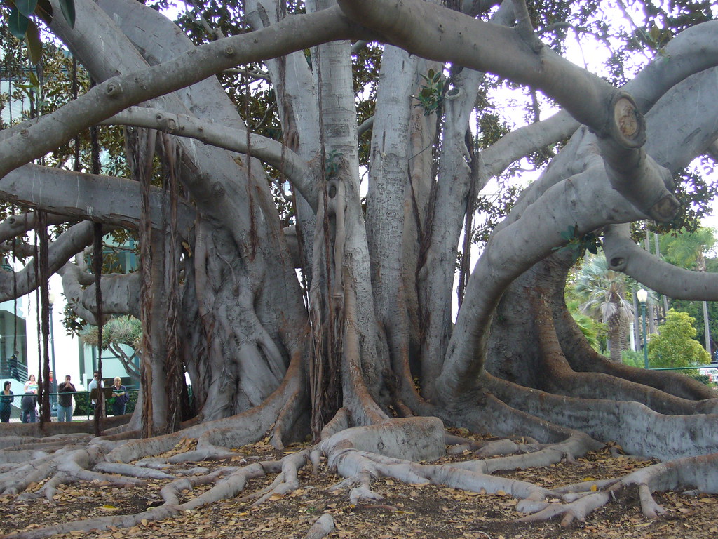 Are there Plants That Live Forever?!