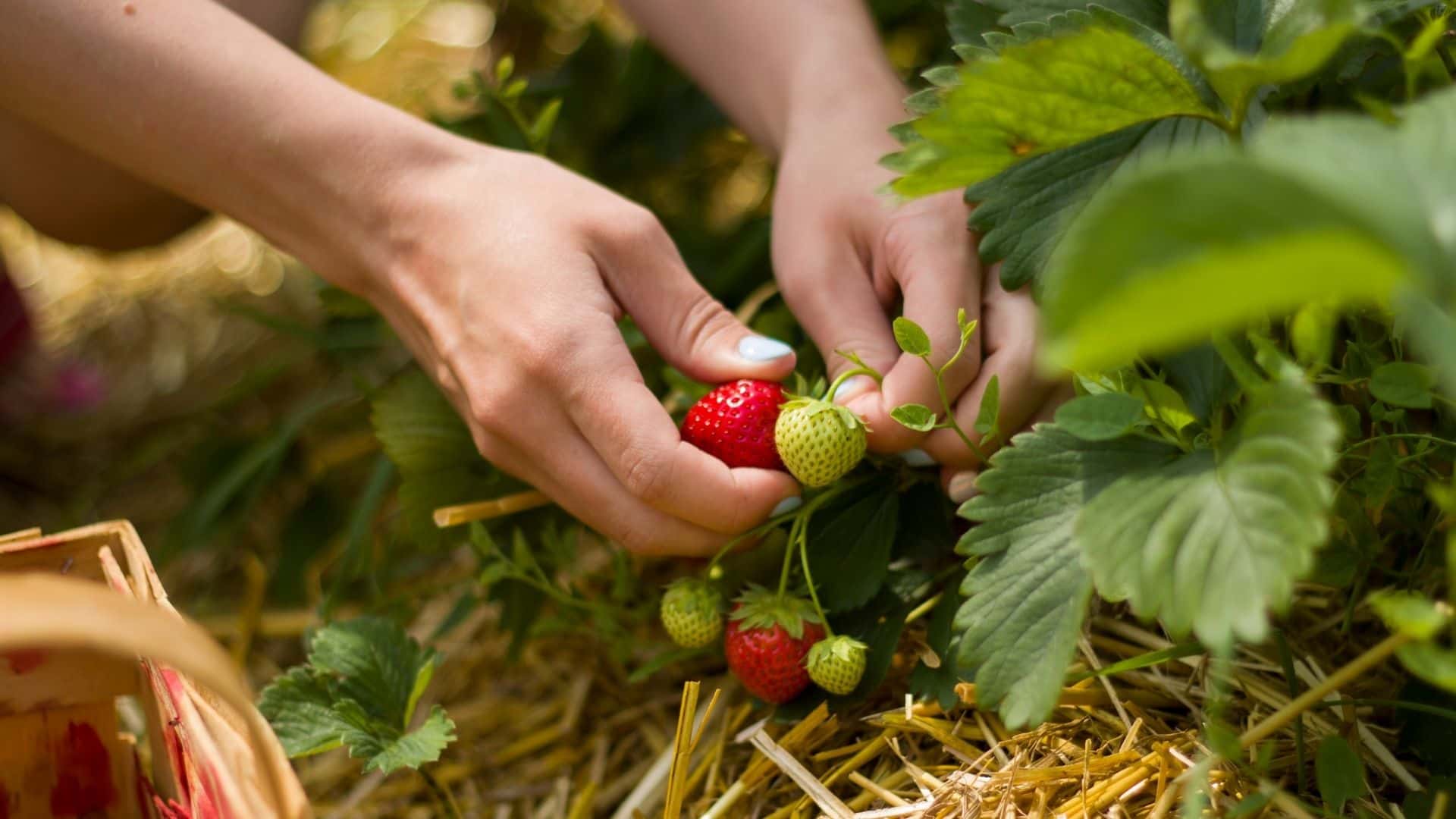Do Strawberries Ripen After Picking A Z Guide 2024