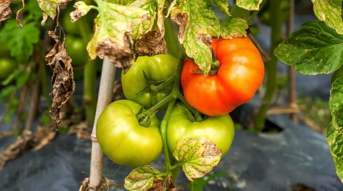 8+ Simple Remedies for Yellow Leaves on Tomato Plants